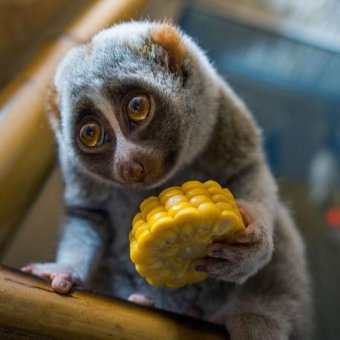 Lemur12